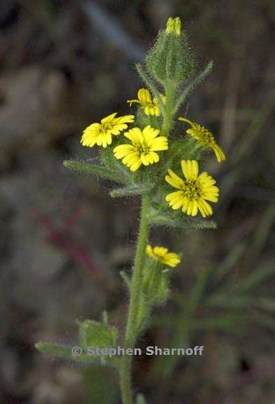 madia gracilis 1 graphic